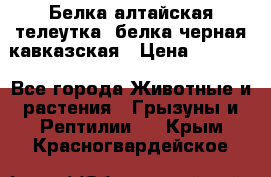 Белка алтайская телеутка, белка черная кавказская › Цена ­ 5 000 - Все города Животные и растения » Грызуны и Рептилии   . Крым,Красногвардейское